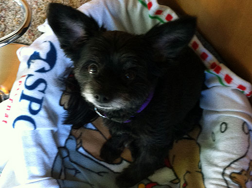 Morning dogs 005.JPG